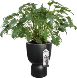 Elho Pure Coupe 41 - Bloempot Voor Binnen & Buiten - Ø 41.3 X H 57.9 Cm - Zwart/Zwart 28 Elho Pure Coupe 41 - Bloempot Voor Binnen & Buiten - Ø 41.3 X H 57.9 Cm - Zwart/Zwart -Woonwinkel 1181x1200