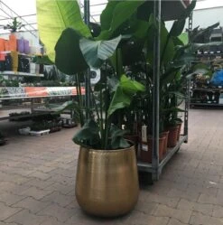 Gina Da Bloempot Karakter Goud - XL -Woonwinkel 1191x1200 2