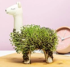 Gift Republic Lama Bloempot Met Zaadjes -Woonwinkel 1200x1137