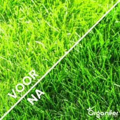 Gazonmest All-In-One (20Kg - Voor 400m2) Voor Een Diepgroen Sterk Gazon Zonder Mos En Onkruid - Complete Meststof Met Kalk En Grasversterker - Organifer 19 Gazonmest All-In-One (20Kg - Voor 400m2) Voor Een Diepgroen Sterk Gazon Zonder Mos En Onkruid - Complete Meststof Met Kalk En Grasversterker - Organifer -Woonwinkel 1200x1200 649