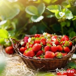 Lavagruis Uit Eifel Oergesteente (20Kg Voor 200m2) Grof Lavameel 0-2mm - Organifer -Woonwinkel 1200x1200 677