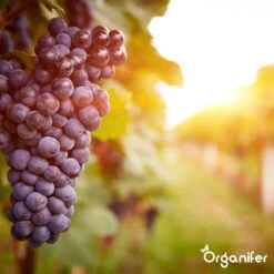 Lavagruis Uit Eifel Oergesteente (20Kg Voor 200m2) Grof Lavameel 0-2mm - Organifer -Woonwinkel 1200x1200 679