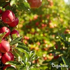 Lavagruis Uit Eifel Oergesteente (20Kg Voor 200m2) Grof Lavameel 0-2mm - Organifer -Woonwinkel 1200x1200 684