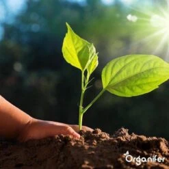 Lavagruis Uit Eifel Oergesteente (20Kg Voor 200m2) Grof Lavameel 0-2mm - Organifer -Woonwinkel 1200x1200 685