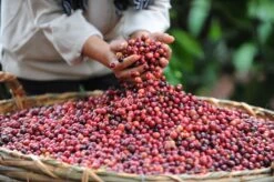 Starbucks Pike Place Medium Roast Koffiebonen - 4 Zakken à 450 Gram -Woonwinkel 1200x798 23