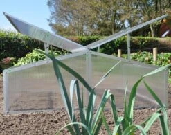 Royal Well Broeikas Silver Thyme -Woonwinkel 1200x947