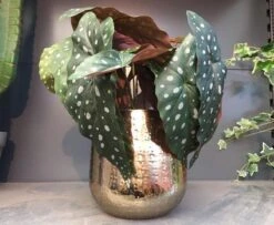 Gina Da Bloempot Karakter Goud - XL -Woonwinkel 1200x984 2