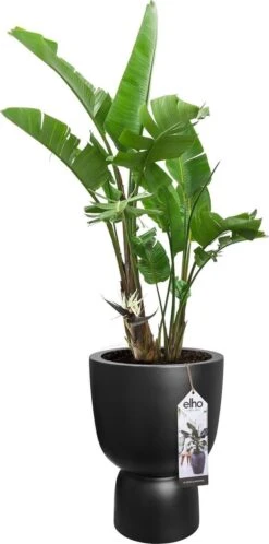 Elho Pure Coupe 41 - Bloempot Voor Binnen & Buiten - Ø 41.3 X H 57.9 Cm - Zwart/Zwart 21 Elho Pure Coupe 41 - Bloempot Voor Binnen & Buiten - Ø 41.3 X H 57.9 Cm - Zwart/Zwart -Woonwinkel 595x1200 2