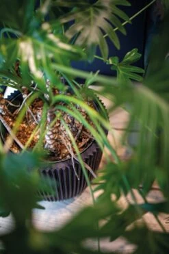 Capi Europe - Vaas Elegant Laag Groove NL - 46x58 - Goud - Voor Binnen En Buiten - KGVGB783 -Woonwinkel 799x1200 24