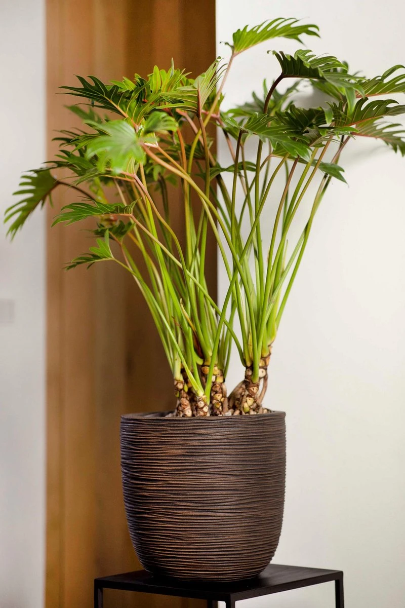 Capi Europe - Bloempot Bol Rib NL - 43x41 - Antraciet - Voor Binnen En Buiten - KOFZ933 6 Capi Europe - Bloempot Bol Rib NL - 43x41 - Antraciet - Voor Binnen En Buiten - KOFZ933 - Afbeelding 4