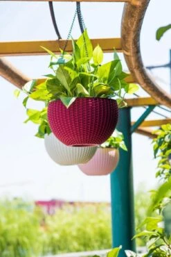 Hangpot Kunststof – Bloempot Hangend – Binnen & Buiten- Plantenhanger –Incl. Afvoerstop – 26 Cm - Zwart -Woonwinkel 801x1200 7