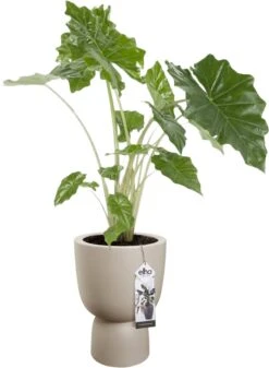 Elho Pure Coupe 35 - Bloempot Voor Binnen & Buiten - Ø 34.9 X H 49.0 Cm - Beige/Balanced Beige 35 Elho Pure Coupe 35 - Bloempot Voor Binnen & Buiten - Ø 34.9 X H 49.0 Cm - Beige/Balanced Beige -Woonwinkel 880x1200 1